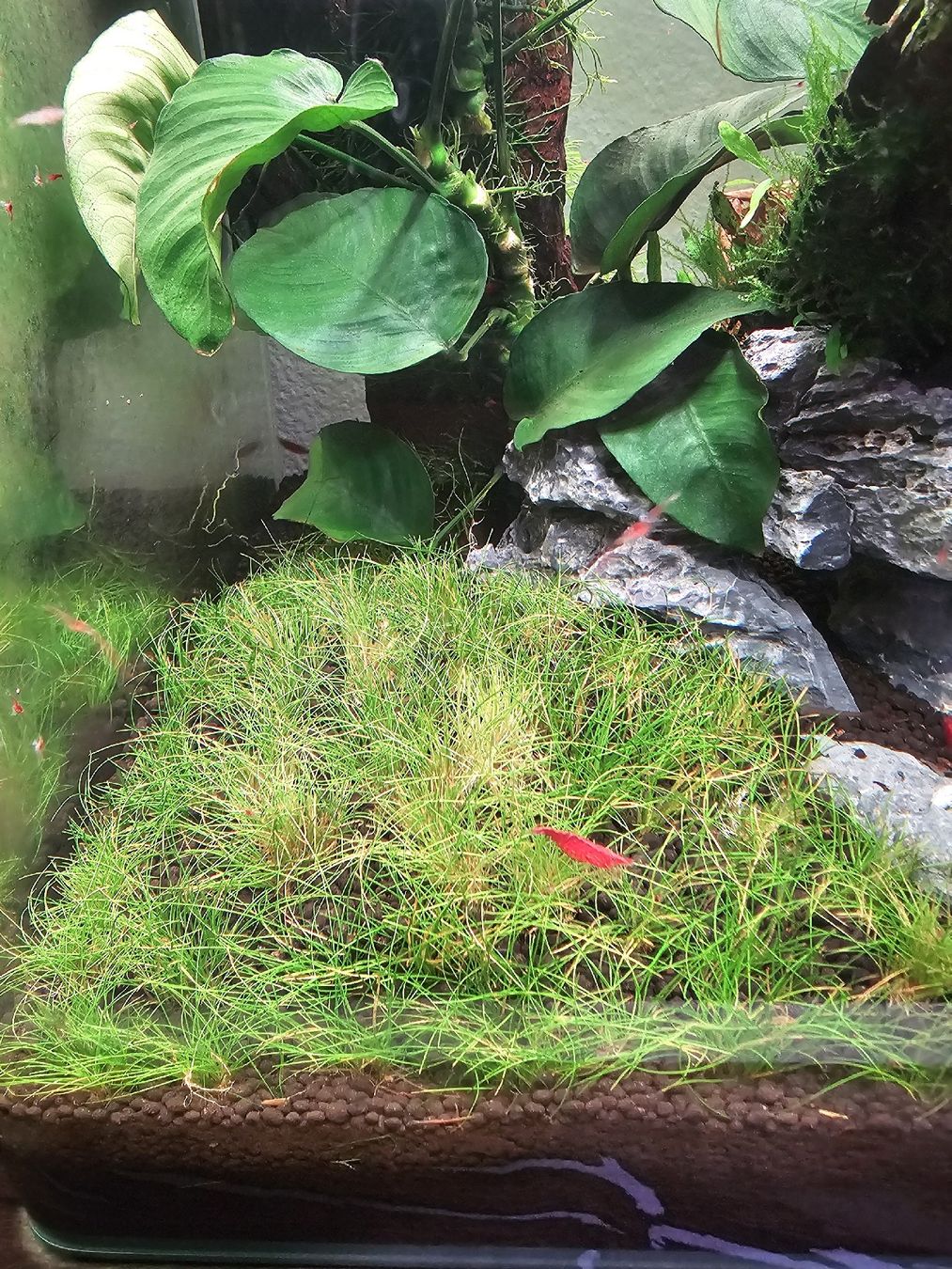 Plantes & graines: eleocharis pusilla – D'occasion à Leysin par Mr.Matthew 1