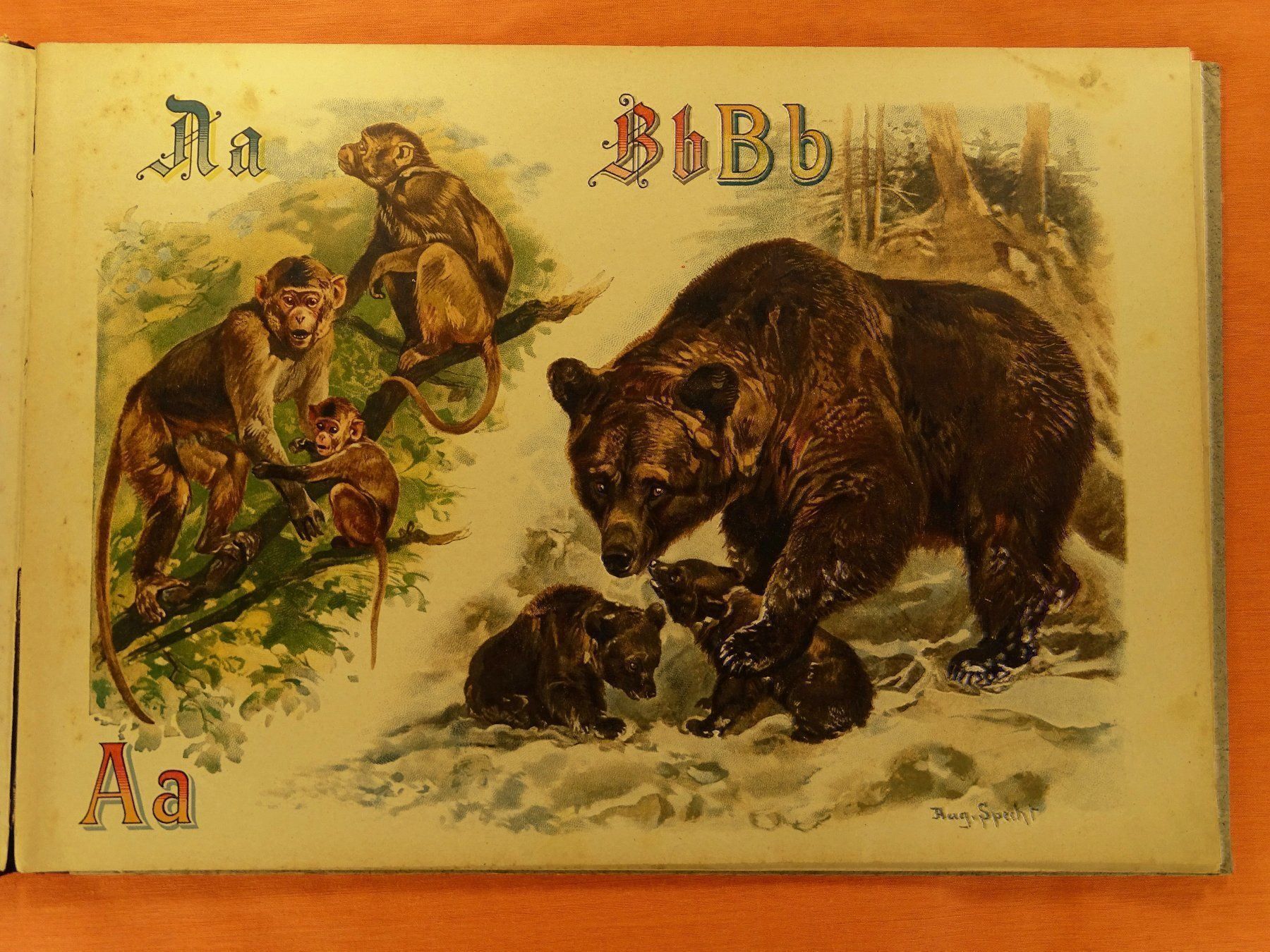 Libri: PRACHT-TIER-ABC – Usato da Grüningen venduto da Kartensammler 2