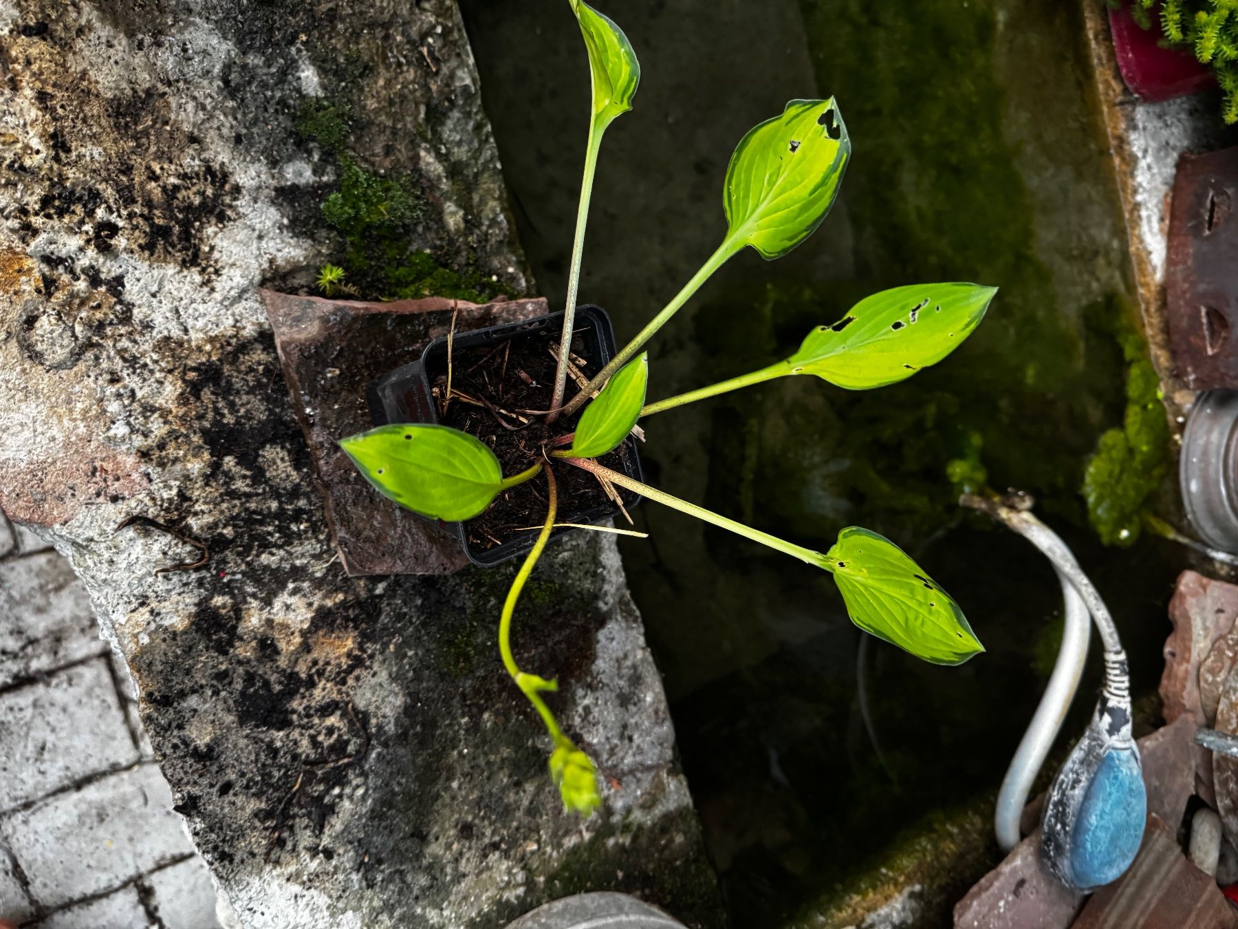Pflanzen & Samen: Hosta Green With Envy – Gebraucht aus Lajoux JU von Briard0 1