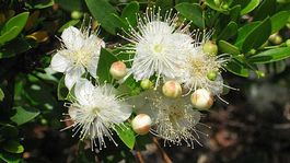 duftende Myrte (Myrtus Communis) - eine Pflanze!