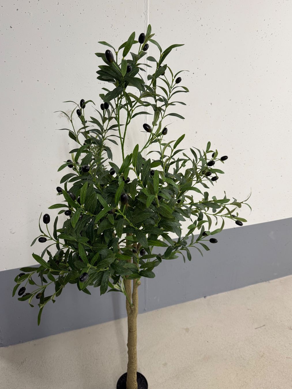 Plantes & graines: Olivenbaum – D'occasion à Zürich par SS59 3