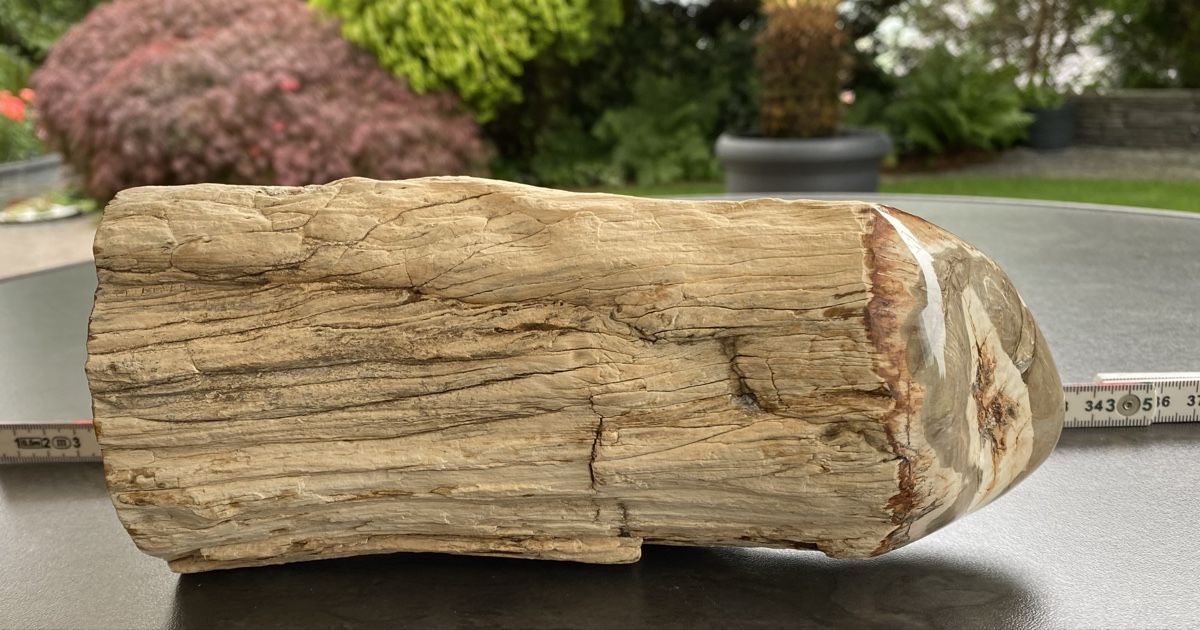 Minerali & Pietre curative: Wunderschönes grosses versteinertes Stück Holz  – Usato da Selzach venduto da 321compac 5