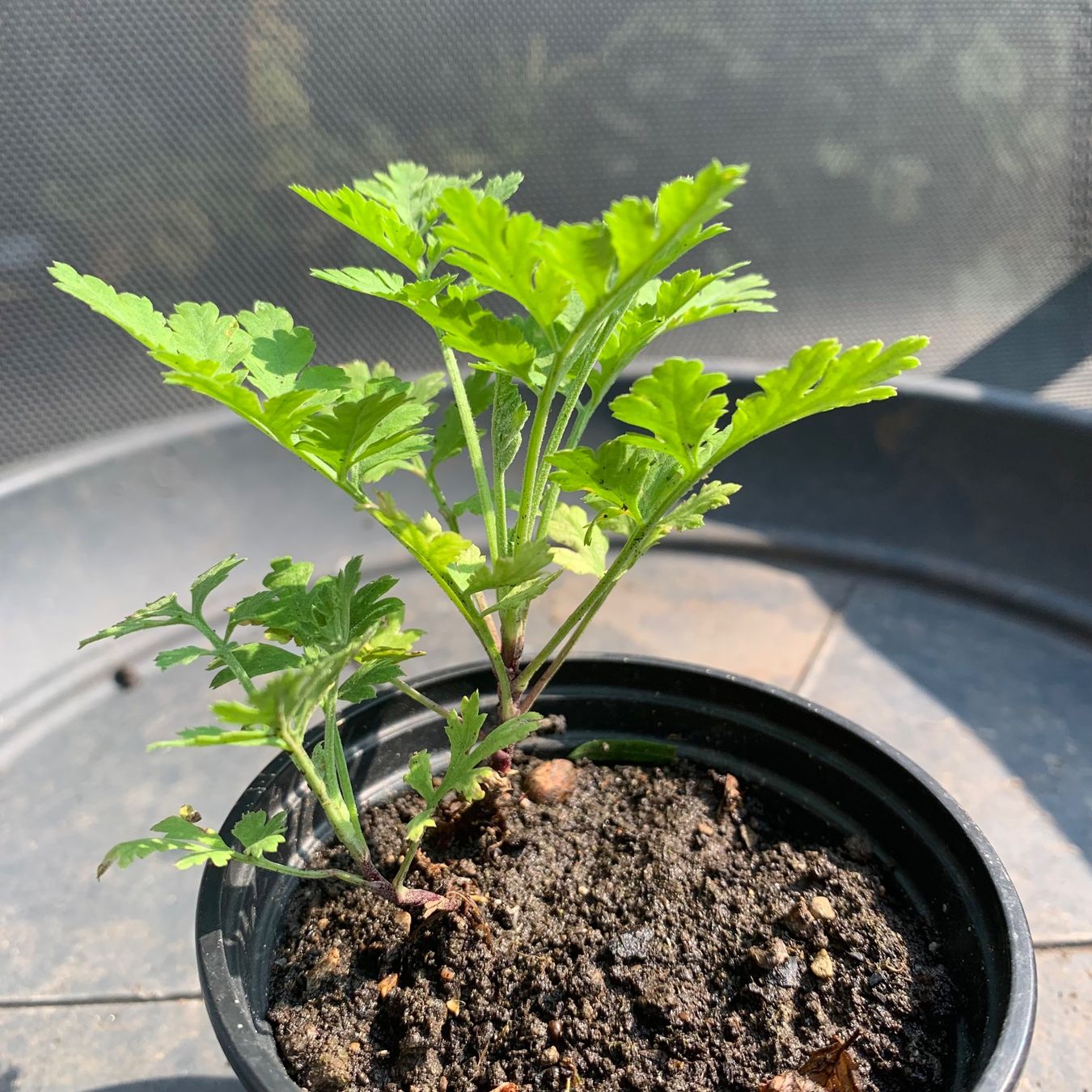 Plantes & graines: Mutterkraut / Pflanze gegen Migräne – Neuf (Voir description) à Hinteregg par ERFOLG78 3