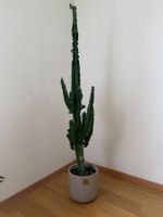 Grande plante Euphorbia type cactus (153 cm) à Neuchâtel