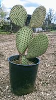 Grosse Opuntia Scheeri