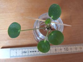 Pilea Peperomioides, Ufopflanze