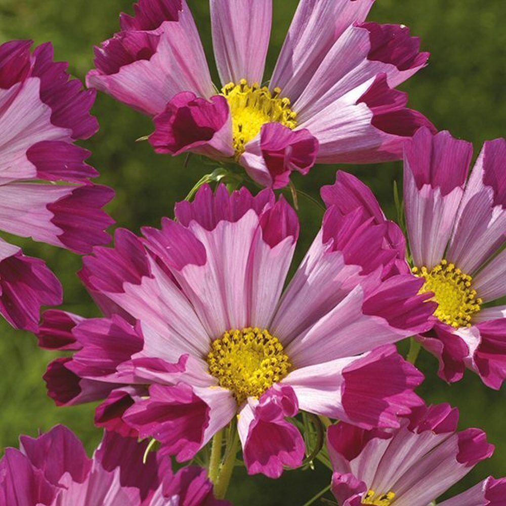 Piante & sementi: 100 Samen Cosmea SEA SHELLS Schmuckkörbchen – Nuovo (secondo la descrizione) da Ehrendingen venduto da VerveinaSamen 4