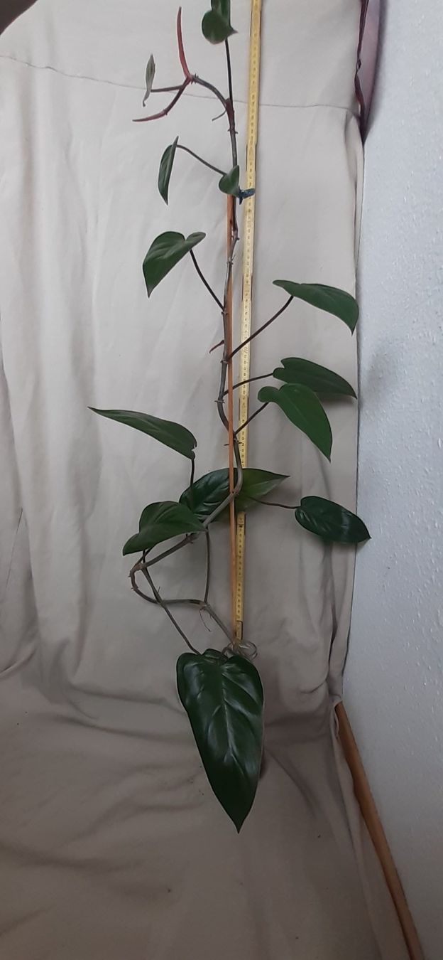Plantes & graines: Junge Red Amerald Philodendron-Pflanze im Wasserglas – Neuf (Voir description) à Kilchberg ZH par hobbysale01 7