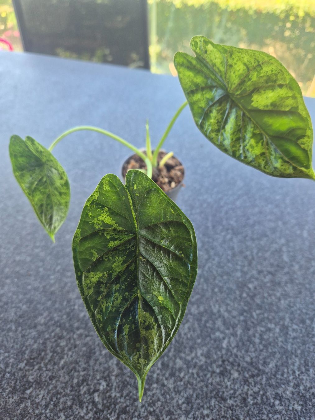 Piante & sementi: Alocasia Dragon Scale Mint Variegata – Usato da Urtenen-Schönbühl venduto da Pflanzenherberge
