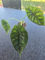 Alocasia Dragon Scale Mint Variegata
