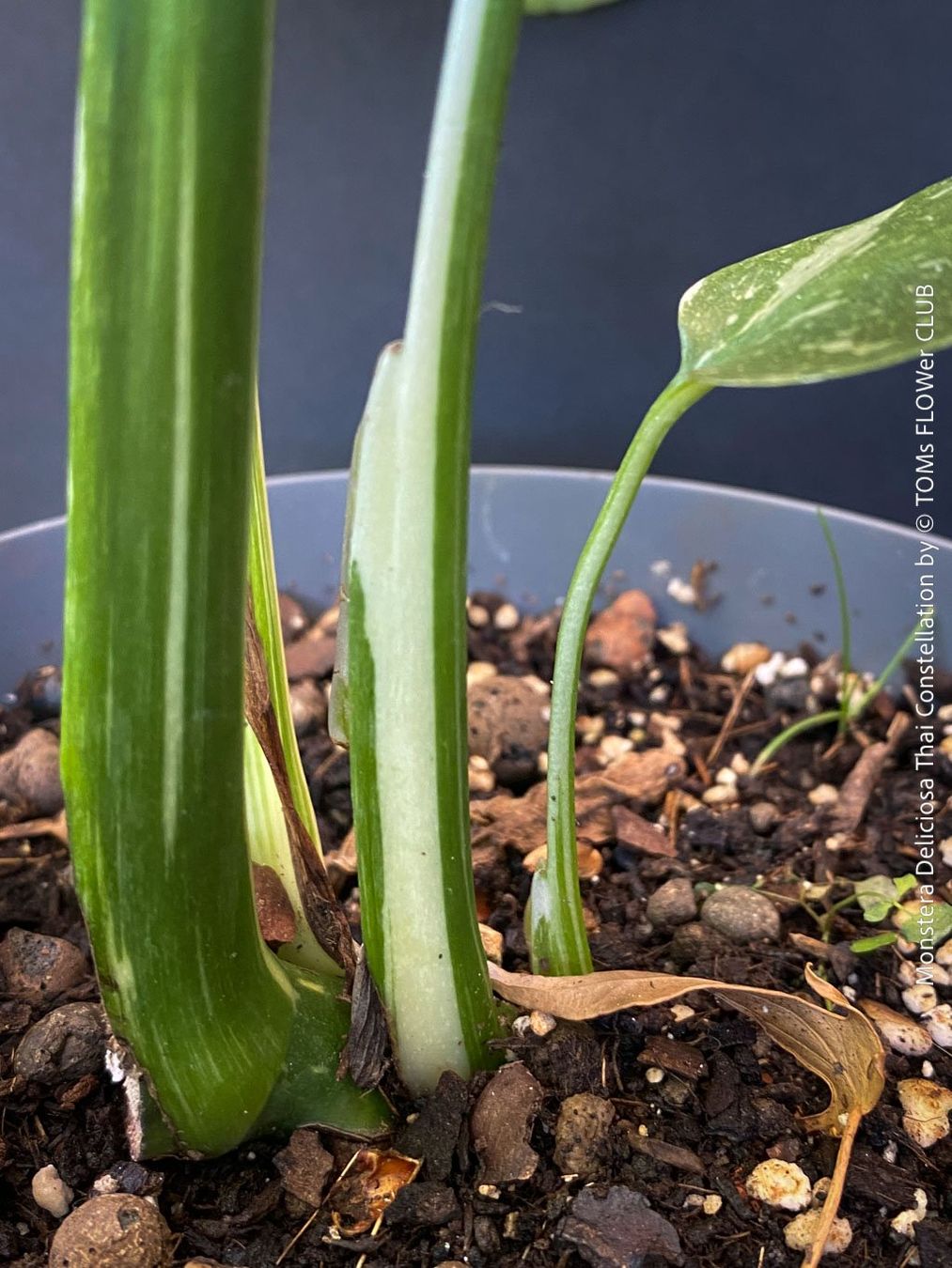 Piante & sementi: Monstera Deliciosa Thai Constellation - grossblättrig – Nuovo e nell'imballaggio originale da Adliswil venduto da astom369 6