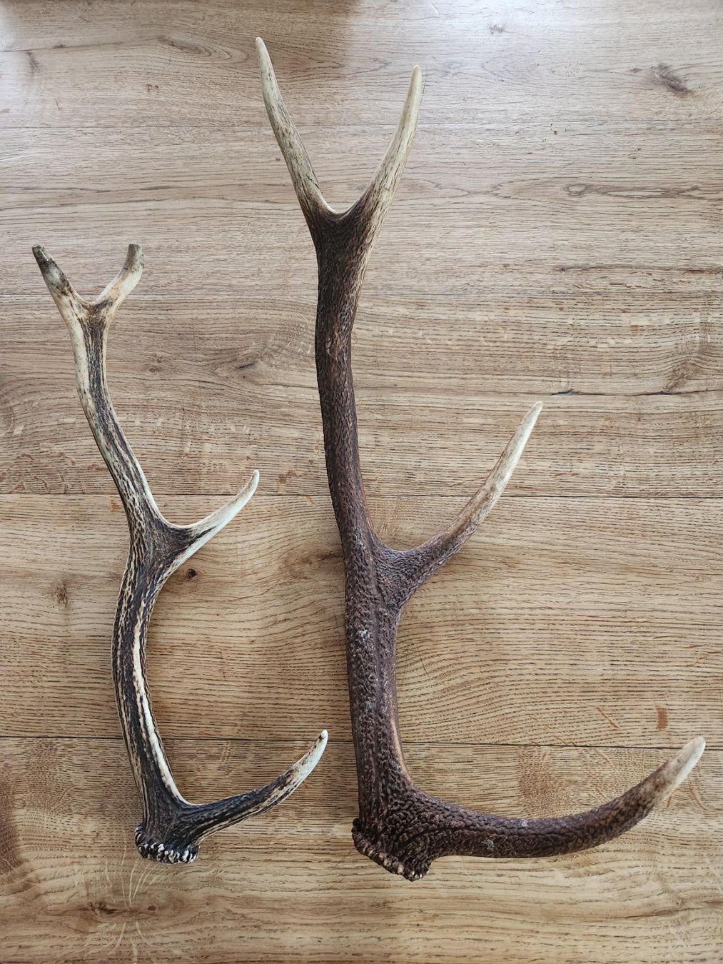 Autres collections & raretés: 2 Abwurfstangen von Hirsch – D'occasion à Fanas par Rurero03