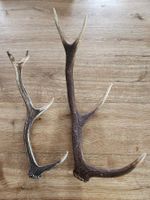 2 Abwurfstangen von Hirsch