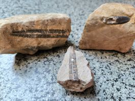 Faszinierende Pflanzen Fossilien, 3 Stk., Rarität!