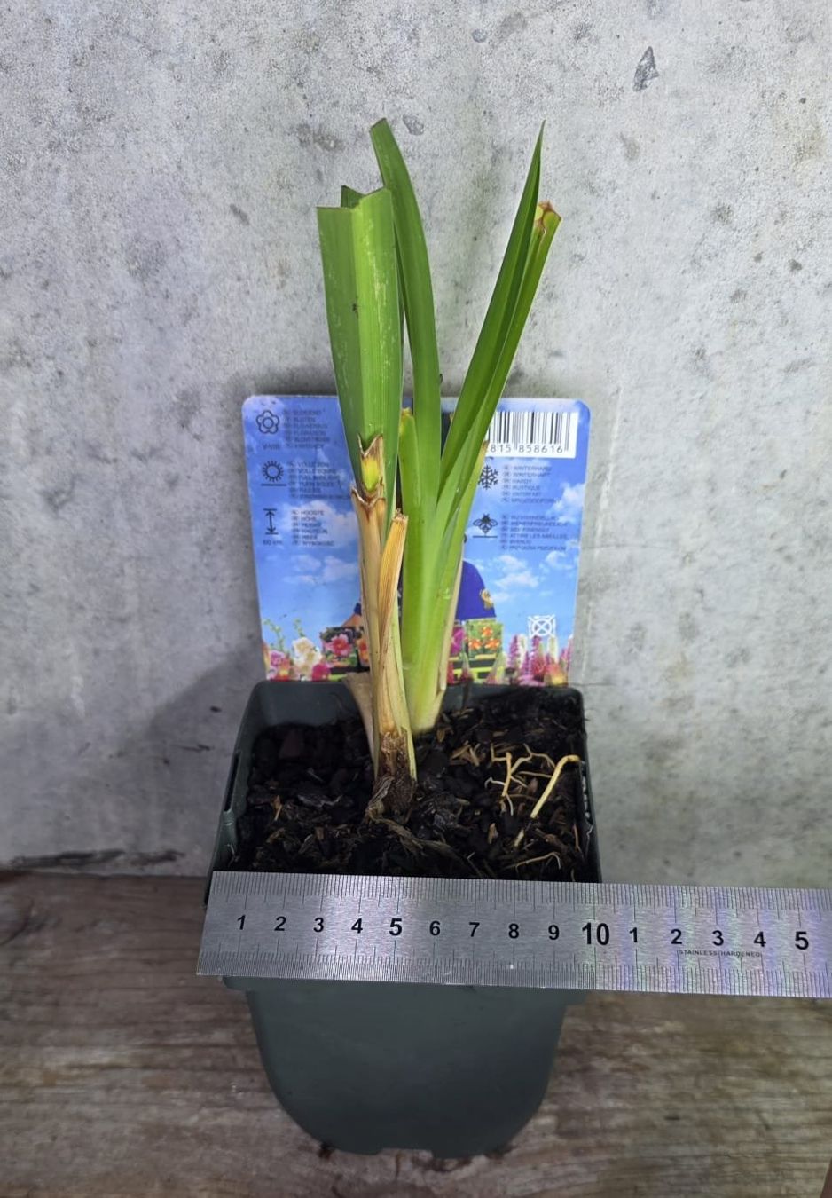 Piante & sementi: Taglilie / Hemerocallis 'Ruby Corsage' – Nuovo (secondo la descrizione) da St.Erhard venduto da Plumilandschweiz 3