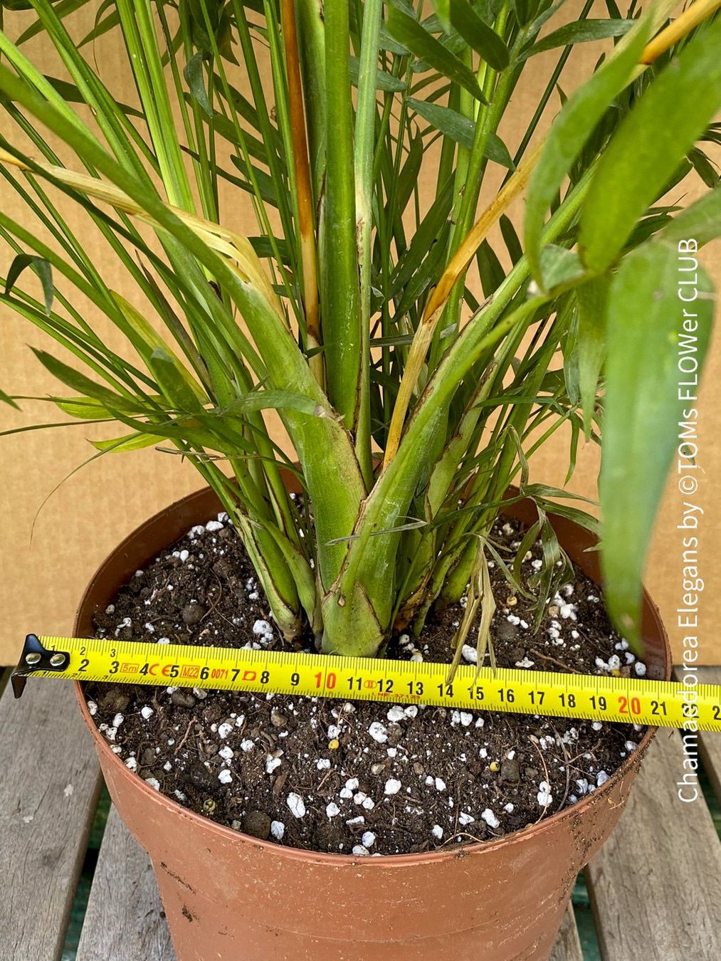 Piante & sementi: Chamaedorea Elegans - Bergpalme - bedingt winterhart – Nuovo e nell'imballaggio originale da Adliswil venduto da astom369 3