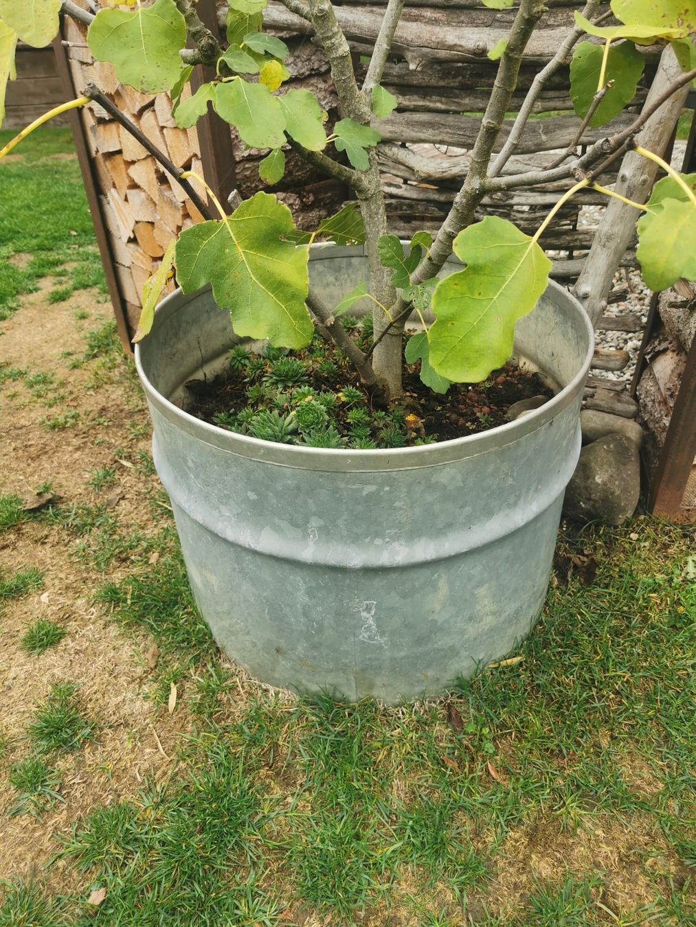Blumentöpfe: 2 grosse Töpfe  – Gebraucht aus Müllheim von Baedy1 1