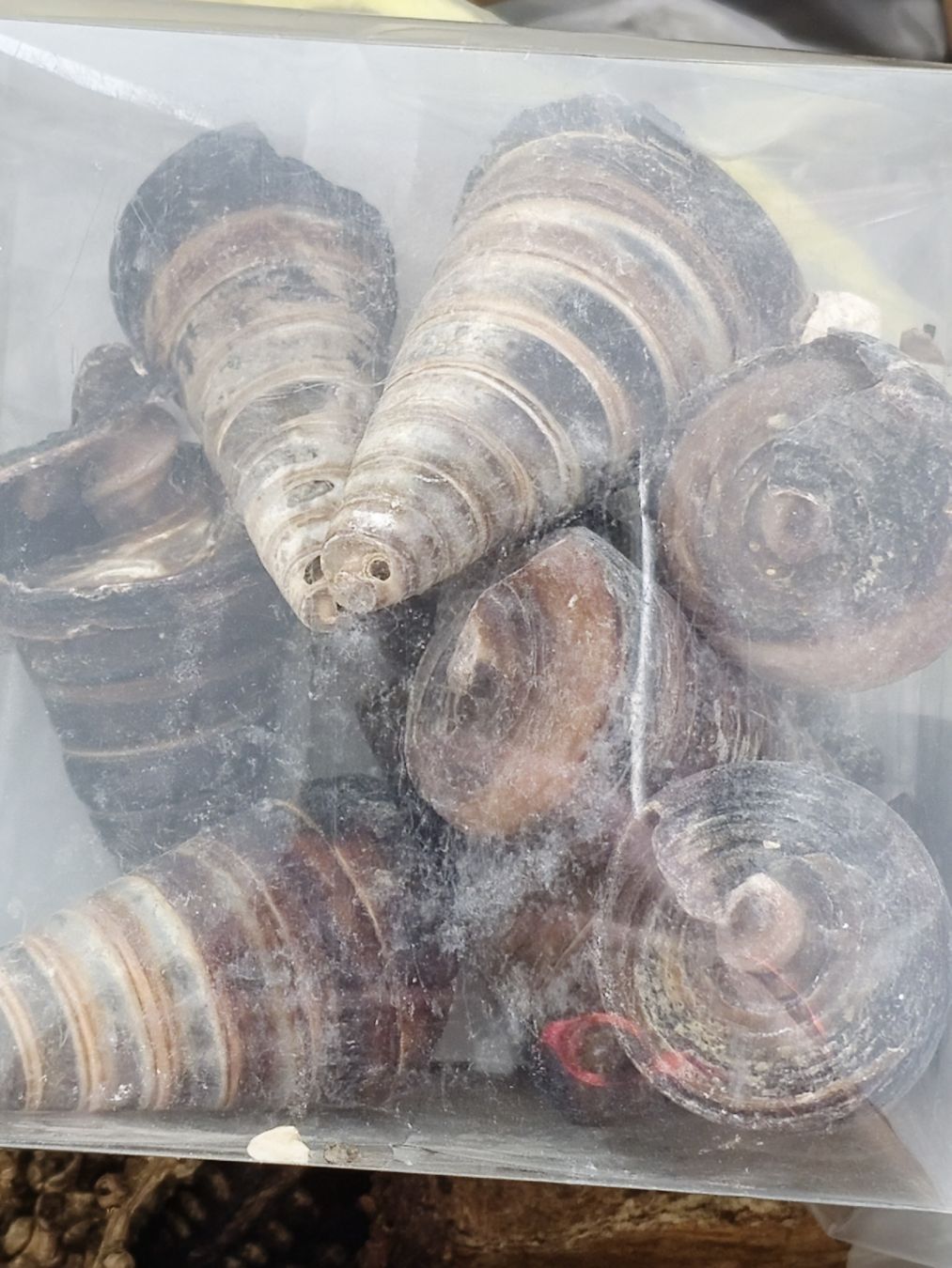 Tutte le decorazioni: Dekomaterial, diverses aus Naturmaterialien – Usato da Morschach venduto da Monikawi 7