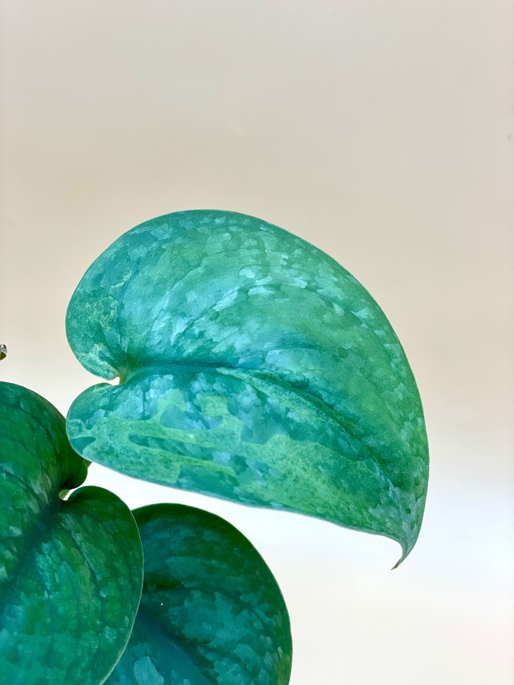 Pflanzen & Samen: Scindapsus Pictus 'Silver Splash' – Neu (gemäss Beschreibung) aus Zürich von Leafscape 1