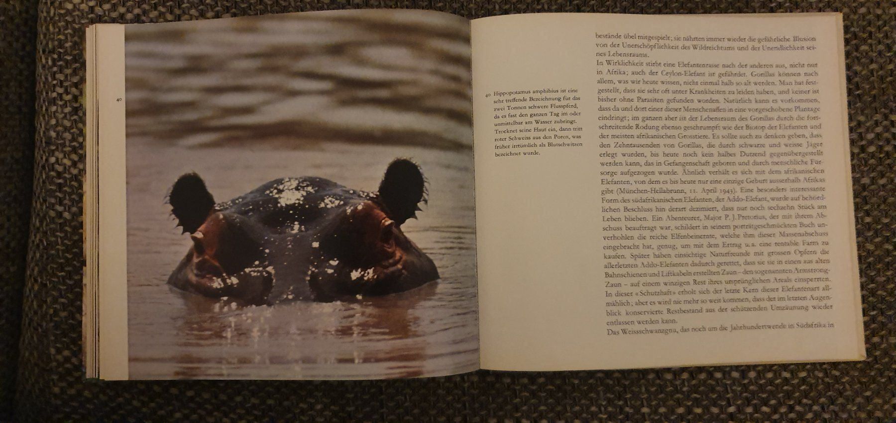 Libri: Afrika – Usato da Langnau am Albis venduto da jer_pm72 5