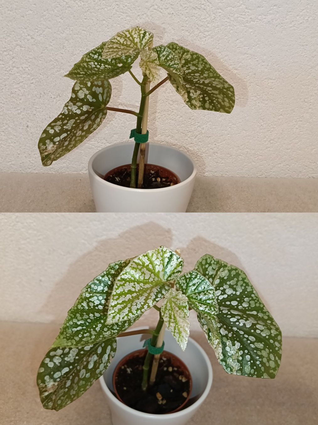 Piante & sementi: Begonie Snow Capped Variegata – Nuovo (secondo la descrizione) da schöftland venduto da UniquePlants