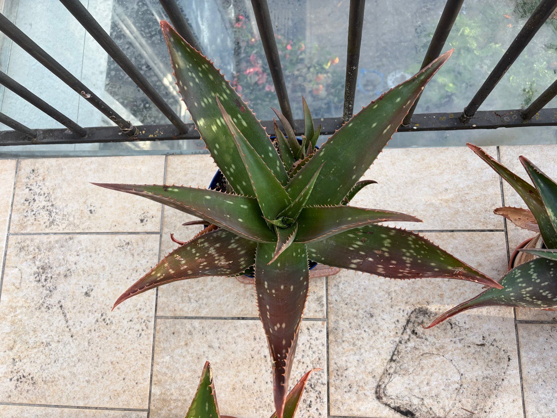 Pflanzen & Samen: Aloe Vera – Neu (gemäss Beschreibung) aus Winterthur von Aniger 1
