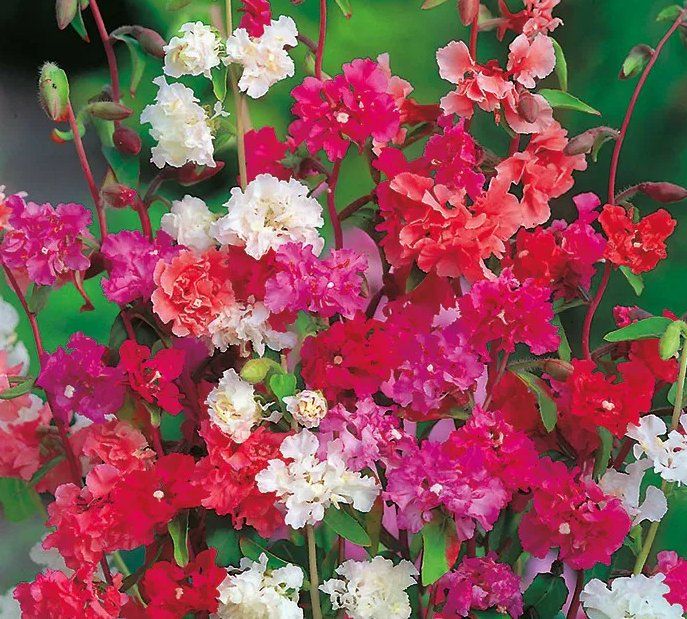 Plantes & graines: MANDELRÖSCHEN Mix / Clarkia elegans /30 Samen – Neuf (Voir description) à Hinteregg par ERFOLG78