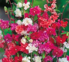 MANDELRÖSCHEN Mix / Clarkia elegans /20 Samen