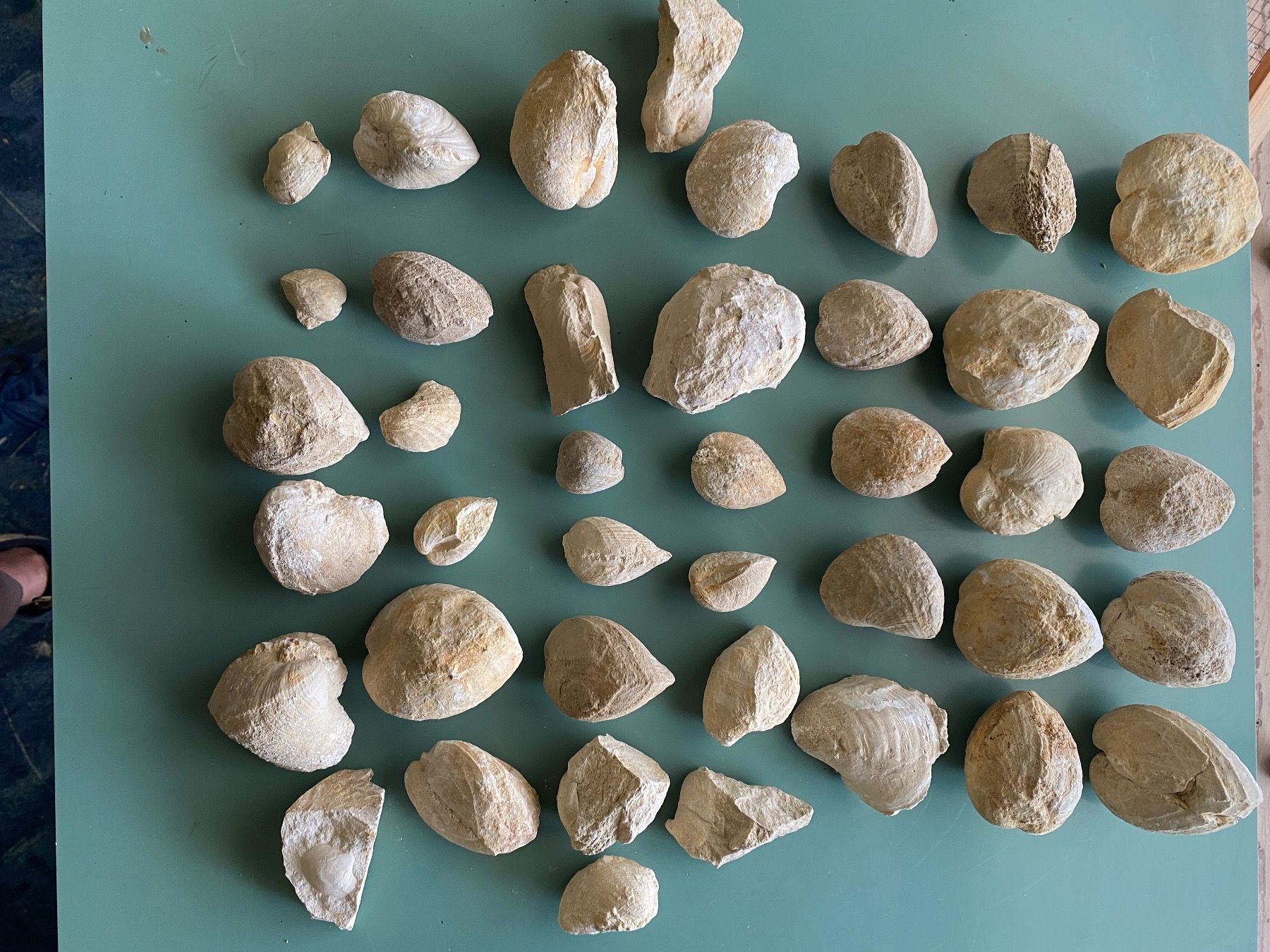 Fossili: Versteinerte Muscheln – Usato da Liestal venduto da Stephanoceras1 3