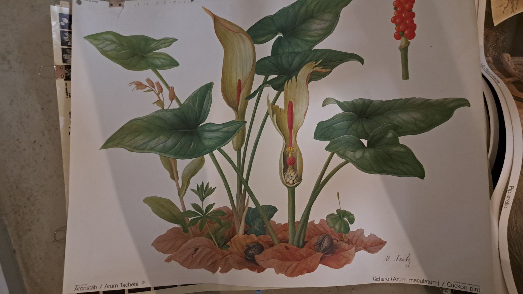Poster & Bilder: Schulwandbilder – Gebraucht aus Flawil von Dodo68 2