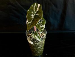Alocasia Chantrieri Pink