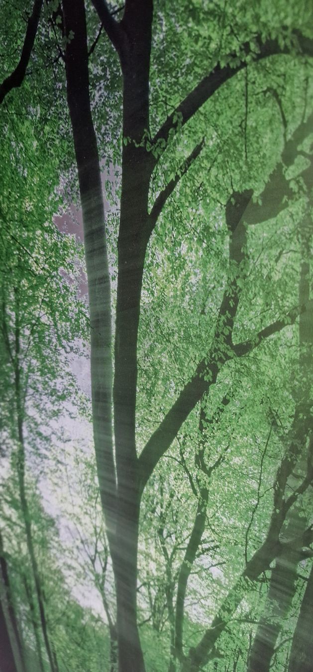 Poster & Bilder: Wald-Natur-Bild Aluprint, 200x98cm – Neu (gemäss Beschreibung) aus Root von AtschyFragrance 3
