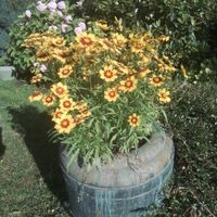 Sonnenhut Blumen zum selber ausgraben.