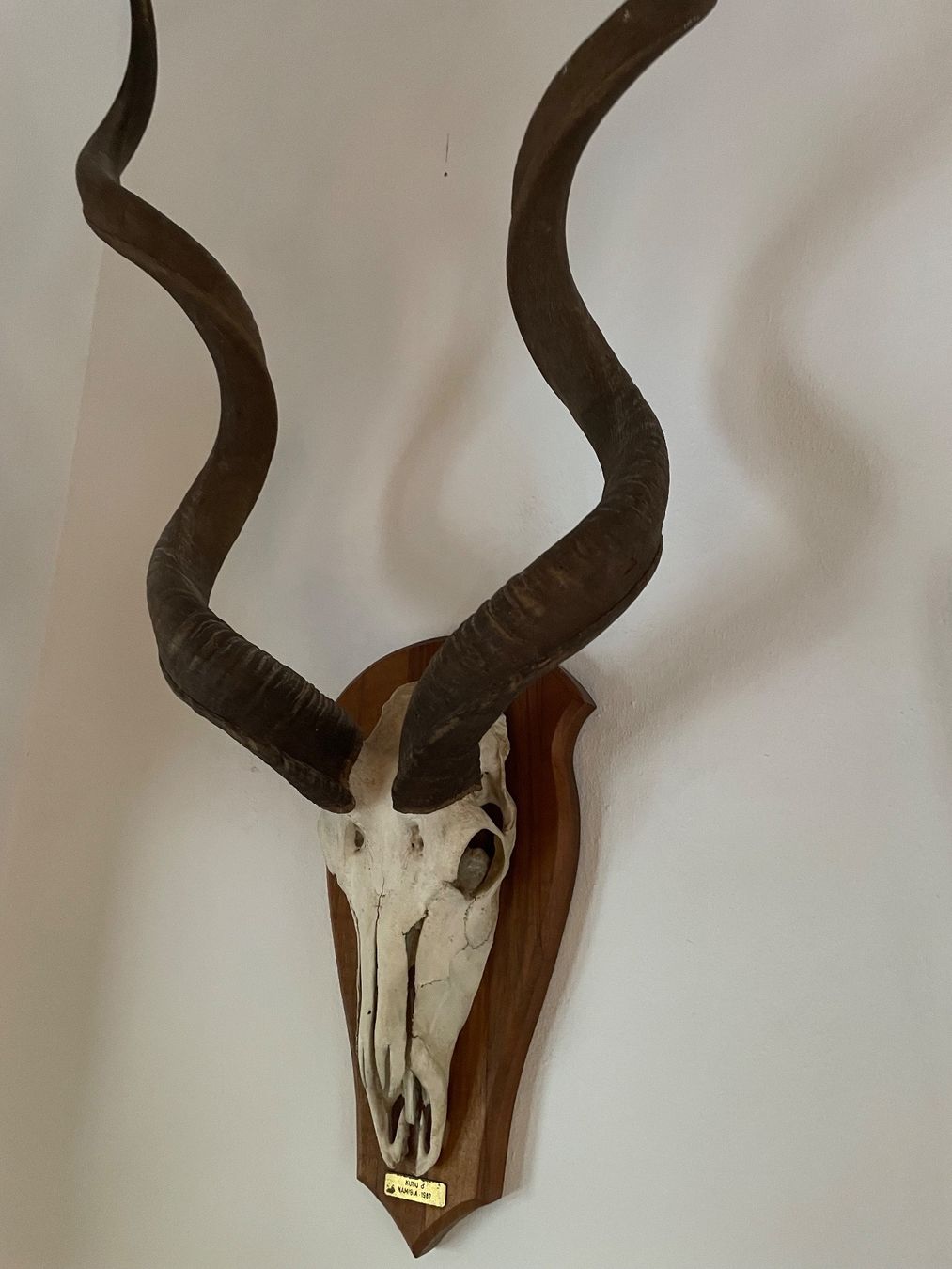 Tutte le decorazioni: Kudu Namibia über 1m – Usato da Schlatt TG venduto da kahlofrida50