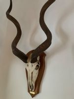 Kudu Namibia über 1m