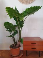 Grosse alocasia 