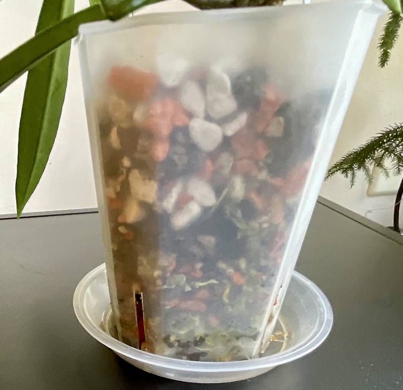 Pflanzen & Samen: Hoya cf. revolubilis – Neu und originalverpackt aus Schönholzerswilen von Leavylounge 2