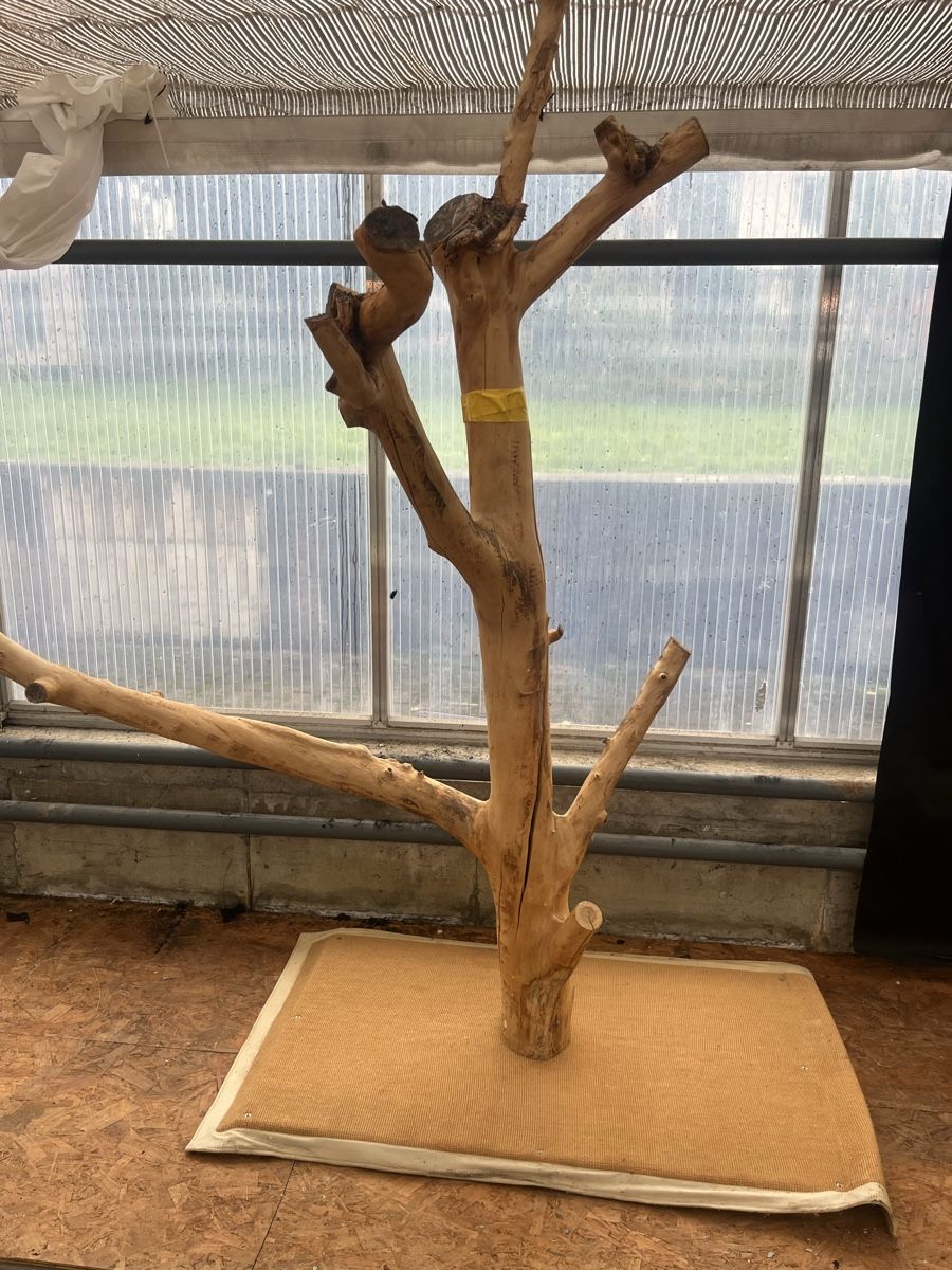 Katzenbaum Naturkratzbaum Holz Baumstamm (Neu (gemss Beschreibung)) in  Gelterkinden fr CHF 200  nur Abholung auf Ricardo kaufen
