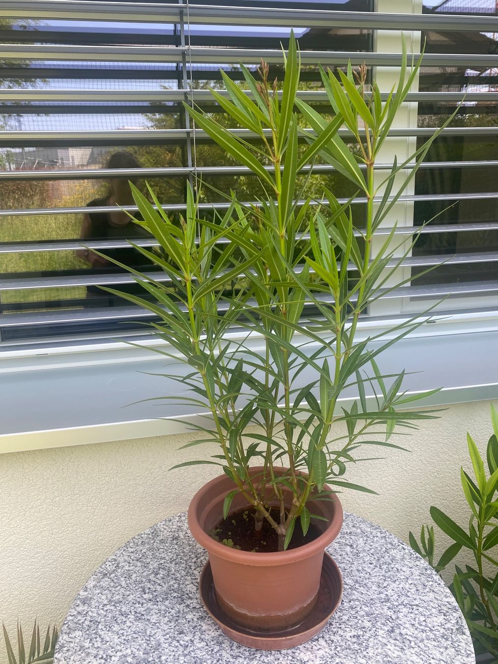 Piante & sementi: Oleander, Höhe 85 cm – Usato da Alchenflüh venduto da smart- 1