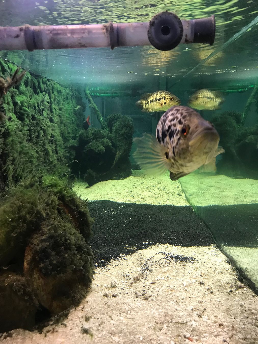 Aquarium: Aquarium kompl. – D'occasion à Langendorf par Liam012 1