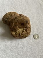 Fossil Ammonit, ca. 150 Mio. Jahre alt, Rarität!
