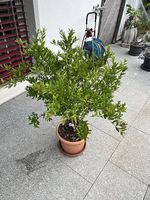 Granatapfelbaum inkl. Topf