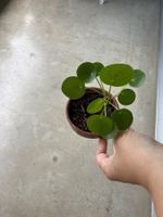 Pilea Pflanze
