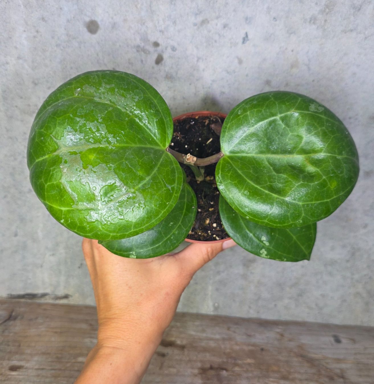 Pflanzen & Samen: Hoya  'Sarawak Cream' – Neu (gemäss Beschreibung) aus St.Erhard von Plumilandschweiz 2