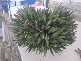 Grosse Haworthia Zimmerpflanze dunkelgrün gepunktet