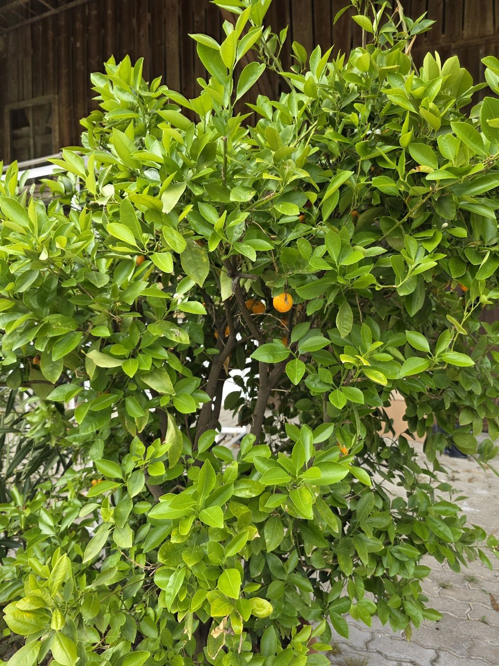 Pflanzen & Samen: Calamondin Pflanze / Baum – Neu (gemäss Beschreibung) aus Uster von Cruleye 9