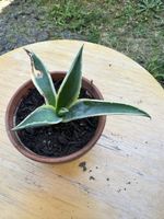 Agave 8 cm hoch 