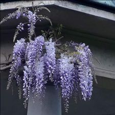 Profile image of Nezumi_Schneider