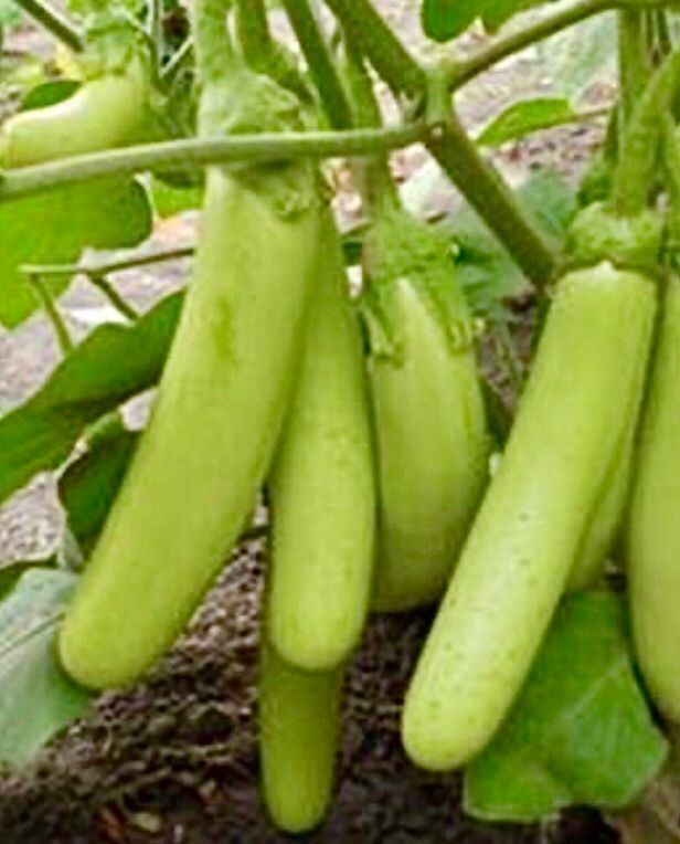Piante & sementi: 10 SAMEN BIO Aubergine THAI LONG GREEN – Nuovo e nell'imballaggio originale da Rovio venduto da POSITIFFARTandPLANTS 1