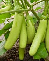 10 SAMEN BIO Aubergine THAI LONG GREEN